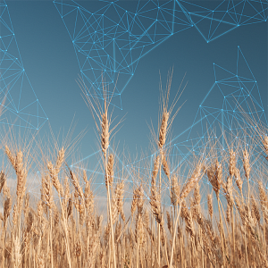 «Петербургский мельничный комбинат» запустил ИТ-трансформацию на базе отечественного решения «1С» 