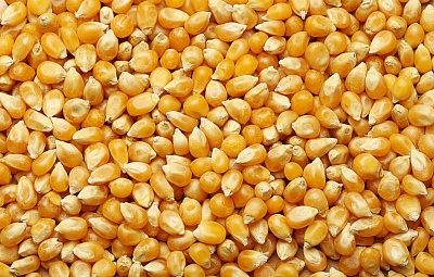 Bonduelle